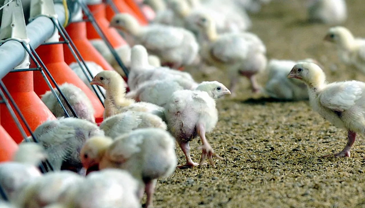 Cerco en Cochabamba: Reportan freno a la producción de pollos por falta de alimentos e insumos